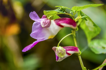 Impatiens Psittacina Flower seeds for Planting Hardy Variety Heirloom & GMO Free Seeds for Home Garden