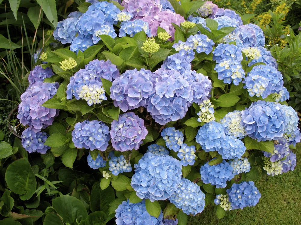 High quality Mixed Hydrangea Flower seeds for Planting Hardy Variety, Heirloom & GMO Free Seeds for Home Garden seeds pack
