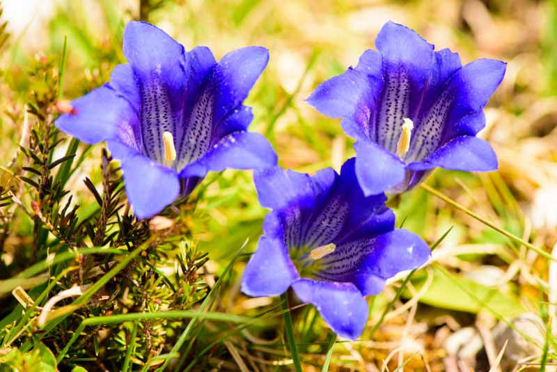 Gentiana Flower seeds for Planting Easy to Grow Heirloom & GMO Free Seeds for Home Garden