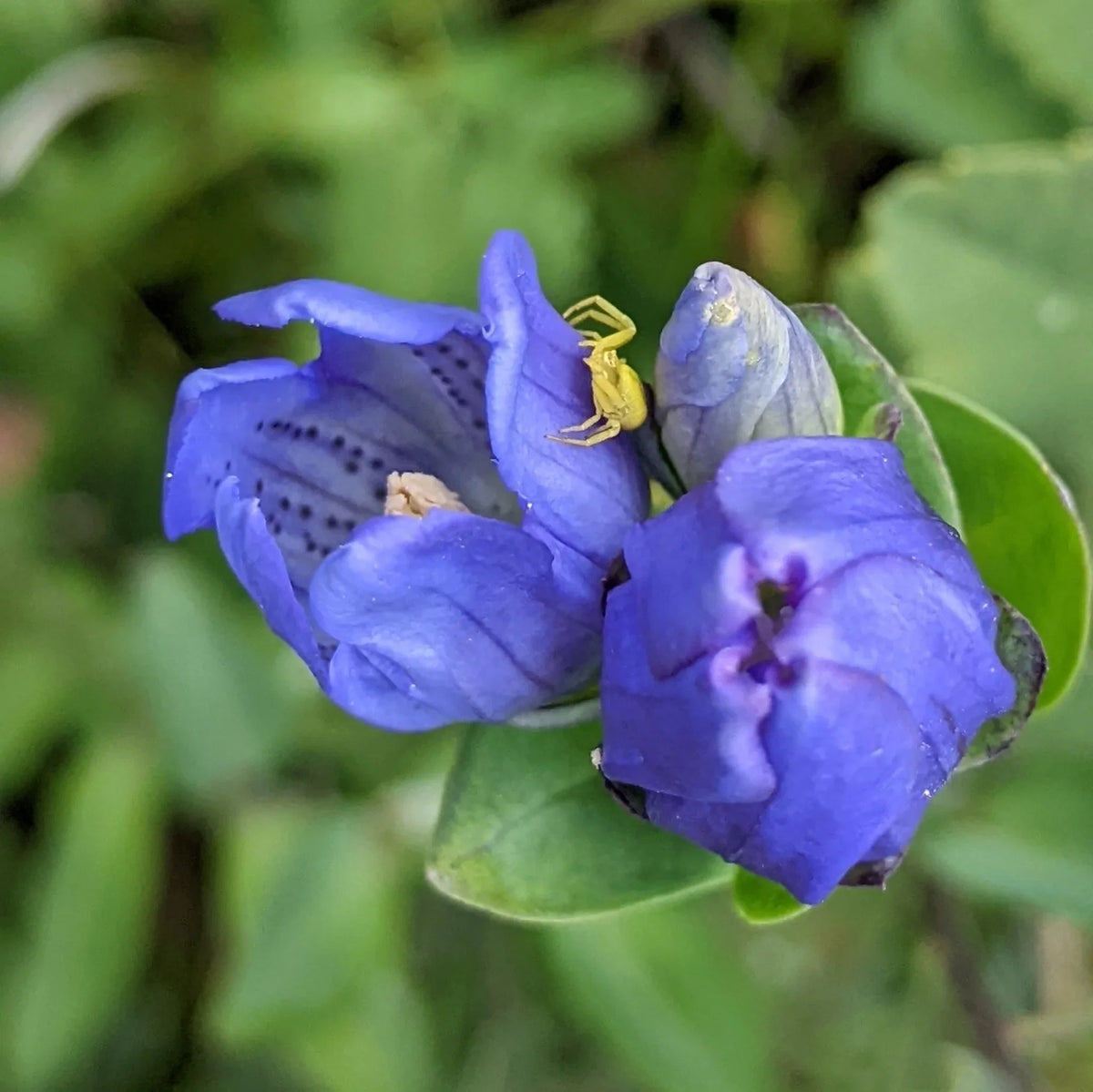Gentiana Flower seeds for Planting Easy to Grow Heirloom & GMO Free Seeds for Home Garden