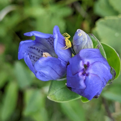 Gentiana Flower seeds for Planting Easy to Grow Heirloom & GMO Free Seeds for Home Garden