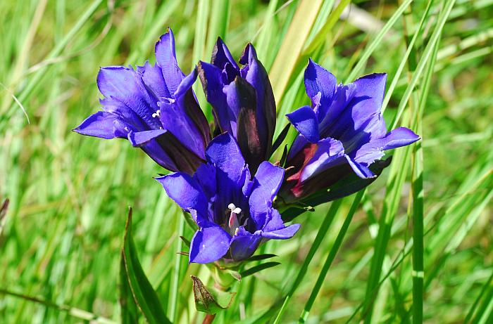 Gentiana Puberulenta Flower seeds for Planting Hardy Variety Heirloom & GMO Free Seeds for Home Garden