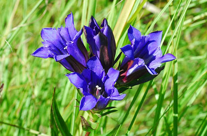 Gentiana Puberulenta Flower seeds for Planting Hardy Variety Heirloom & GMO Free Seeds for Home Garden