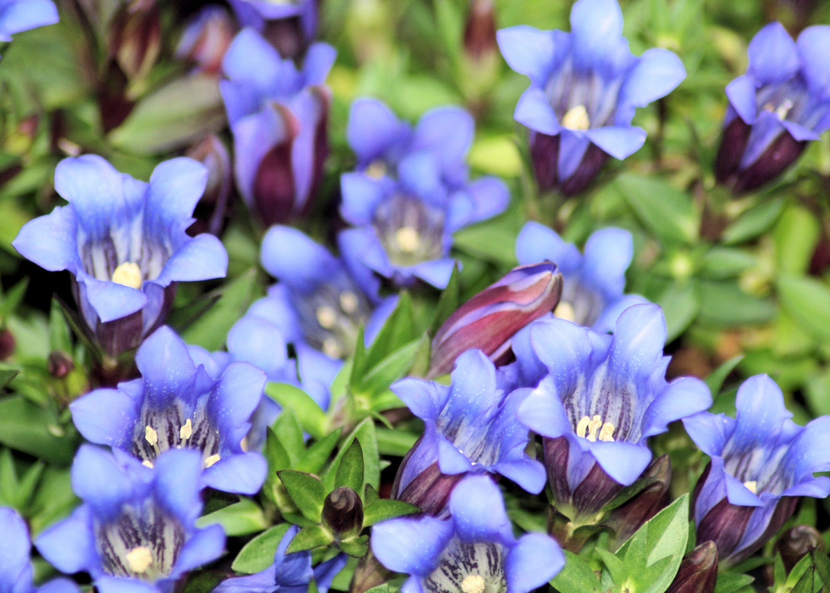 Gentiana (Gentiana Scabra) seeds for planting in home garden