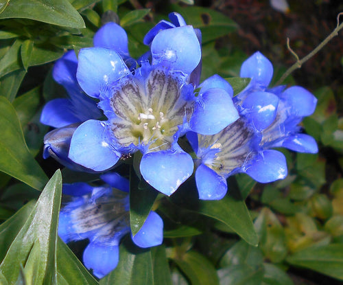 Blue Gentiana Flower seeds for Planting Compact Growth, Heirloom & GMO Free Seeds for Home Garden seeds for planting