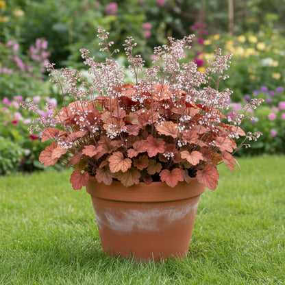 Baby Pink Heuchera Flower seeds for Planting Fragrant Blossoms Heirloom & GMO Free Seeds for Home Garden 
 
 Sale