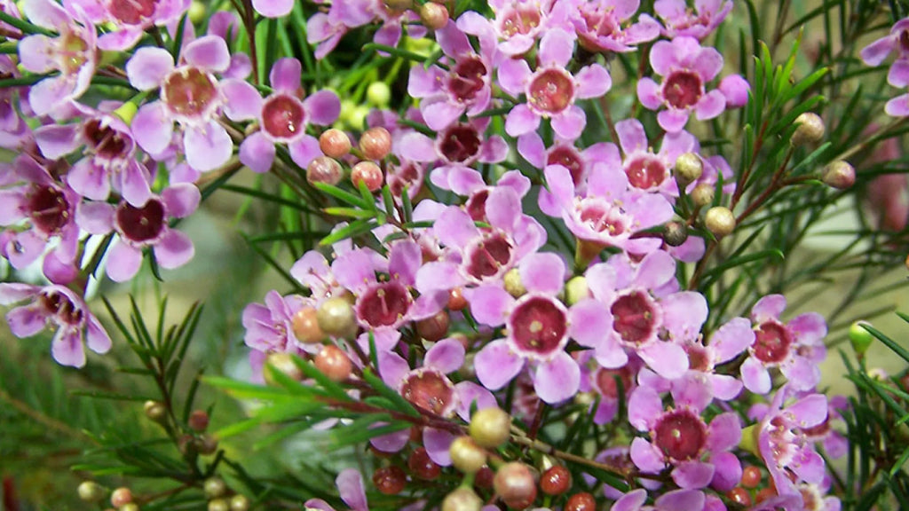 Premium Geraldton Wax Flower seeds for Planting Drought Tolerant, Heirloom & GMO Free Seeds for Home Garden seeds