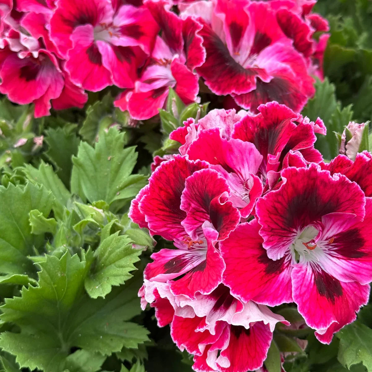 High quality Geranium Flower seeds for Planting Shade Tolerant, Heirloom & GMO Free Seeds for Home Garden Sa seeds pack