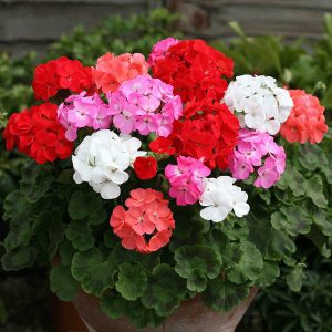 Ivy Geranium Flower seeds for Planting Perfect for Borders, Heirloom & GMO Free Seeds for Home Garden vegetable and garden seeds