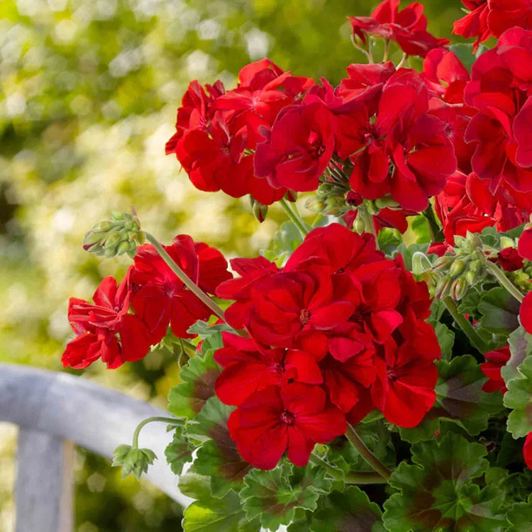 High quality Red Geranium Breakaway Flower seeds for Planting Drought Tolerant, Heirloom & GMO Free Seeds for Home Garden seeds pack