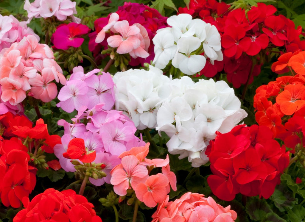 High quality Geranio de Hojas Flower seeds for Planting Perfect for Borders, Heirloom & GMO Free Seeds for Home Garden seeds pack