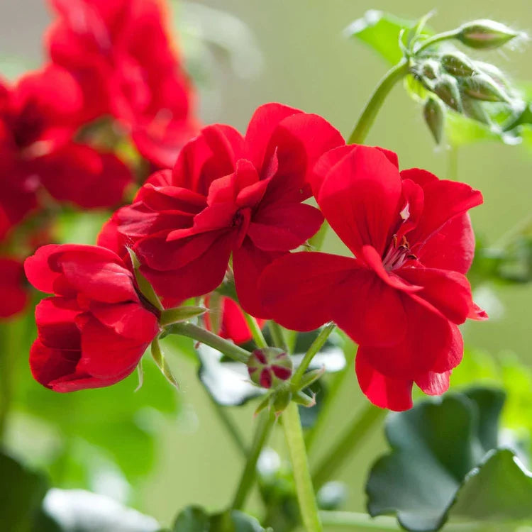 Planting Geranium Seeds in Maroon Red & White for a Lively Garden