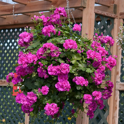 Violet Climbing Geranium Flower Seeds for Planting, Heirloom Non-GMO Organic Garden Seeds
