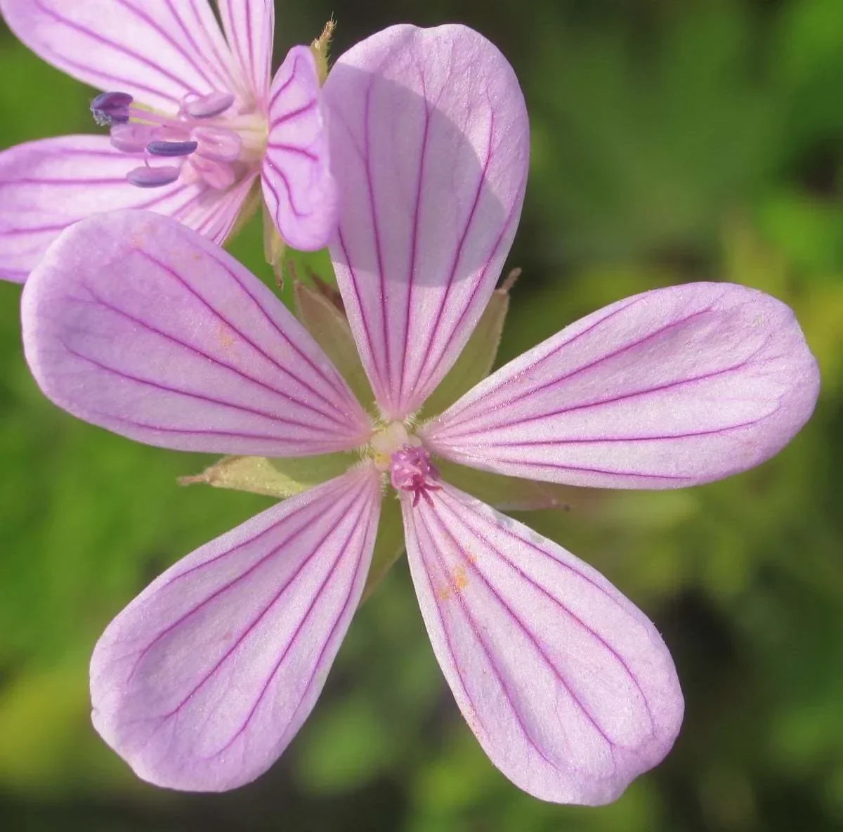 Geranium Asphodeloides Flower seeds for Planting Bright Blooms Heirloom & GMO Free Seeds for Home Garden