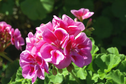 Geranium Pelargonium Flower seeds for Planting Garden Favorite Heirloom & GMO Free Seeds for Home Garden