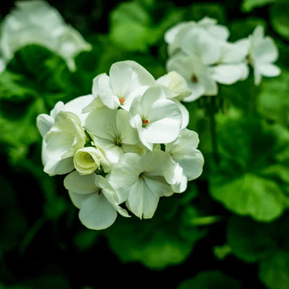 Light Green Geranium Flower seeds for Planting - Hardy Variety, Heirloom & GMO Free Seeds for Home Garden