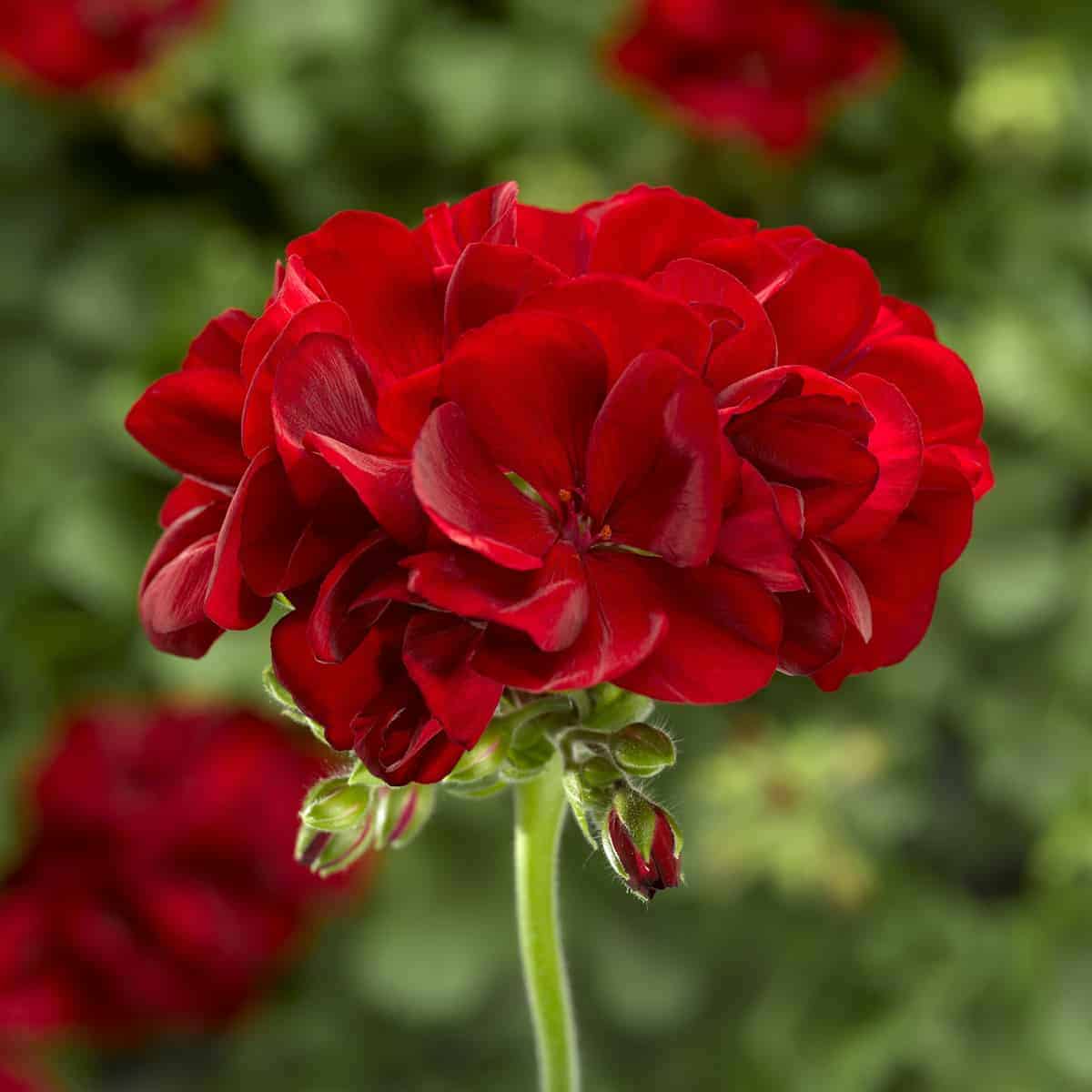 Dark Red Pelargonium Flower seeds for Planting Garden Favorite, Heirloom & GMO Free Seeds for Home Garden seeds for planting
