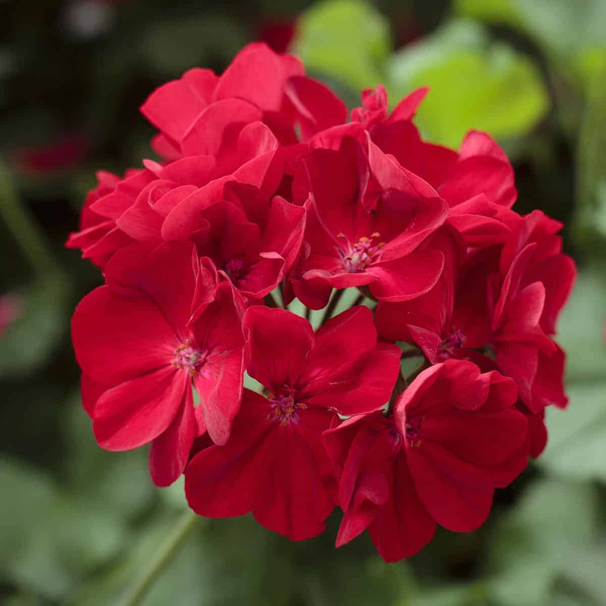 Geranium Deep Red Flower seeds for Planting - Cut Flower Favorite, Heirloom & GMO Free Seeds for Home Garden