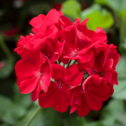 Geranium Deep Red Flower seeds for Planting - Cut Flower Favorite, Heirloom & GMO Free Seeds for Home Garden