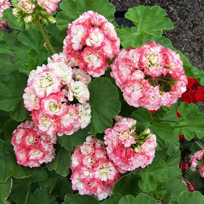 Geranium Apple Blossom Flower seeds for Planting - Vibrant Colors, Heirloom & GMO Free Seeds for Home Garden