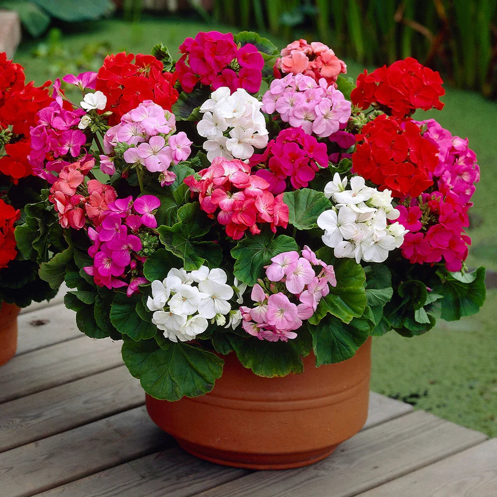Mixed Climbing Geranium Seeds for Planting, Heirloom Non-GMO Flowers for Home Garden
