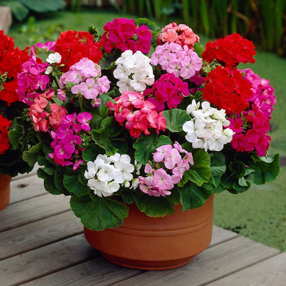 Mixed Climbing Geranium Seeds for Planting, Heirloom Non-GMO Flowers for Home Garden