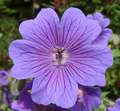Cranesbill Geranium Flower seeds for Planting - Cut Flower Favorite, Heirloom & GMO Free Seeds for Home Garden