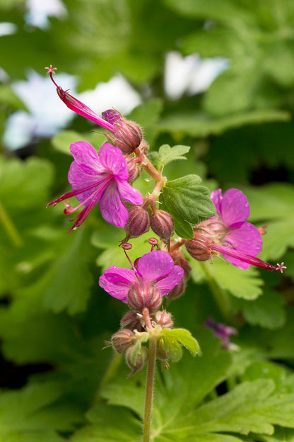 Bevans Flower seeds for Planting Garden Favorite Heirloom & GMO Free Seeds for Home Garden