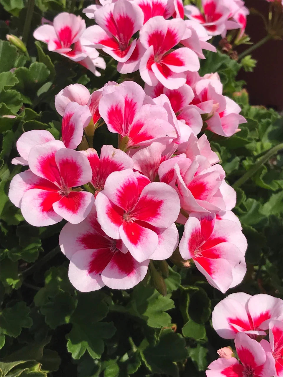 High quality Geranium Flower seeds for Planting Low Maintenance, Heirloom & GMO Free Seeds for Home Garden seeds pack