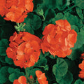 Geranium Light Orange Flower seeds for Planting Cut Flower Favorite, Heirloom & GMO Free Seeds for Home Garden seeds for planting
