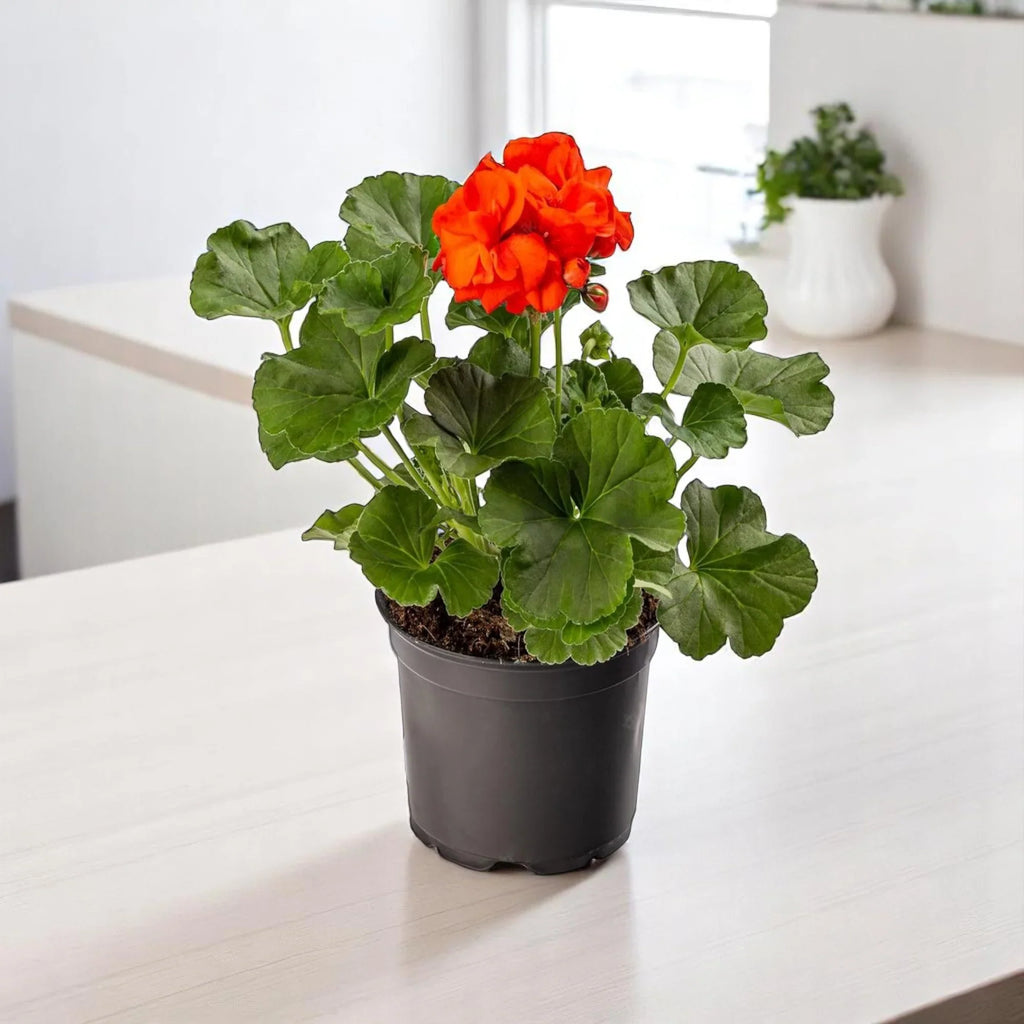 Geraniums Orange Flower seeds for Planting Colorful Display, Heirloom & GMO Free Seeds for Home Garden vegetable and garden seeds