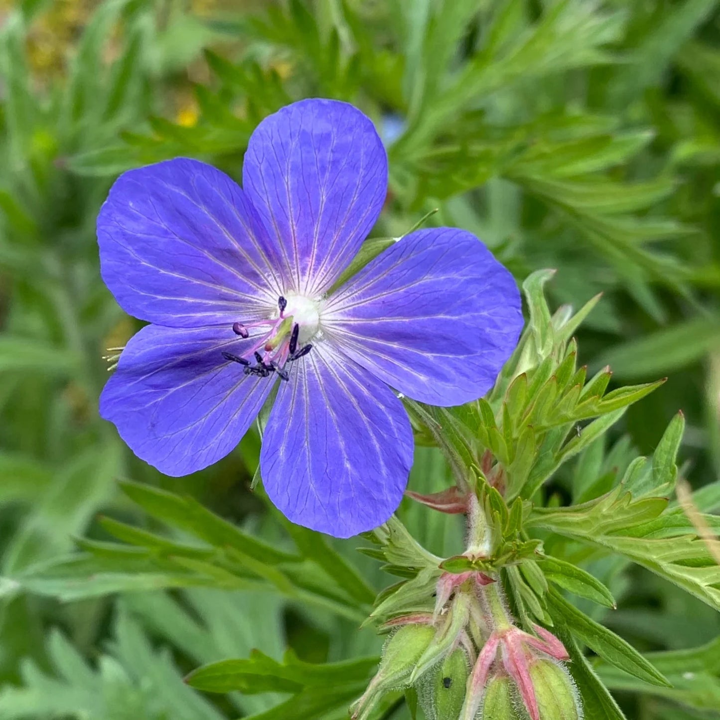 Heirloom Geranium Pratense Flower seeds for Planting Bright Blooms Heirloom & GMO Free Seeds for Home Garden