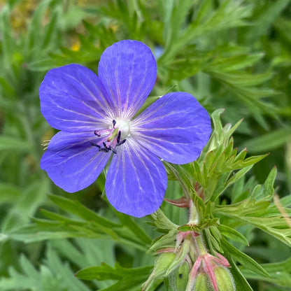Heirloom Geranium Pratense Flower seeds for Planting Bright Blooms Heirloom & GMO Free Seeds for Home Garden