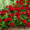 Geraniums Red Flower seeds for Planting Long Bloom Season, Heirloom & GMO Free Seeds for Home Garden seeds for planting