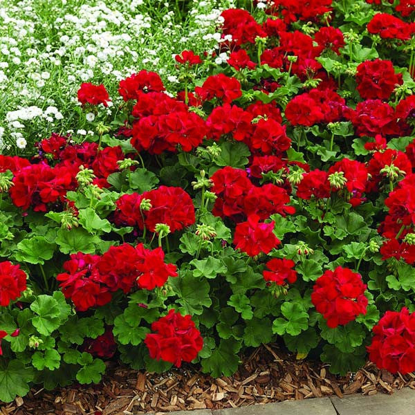 Geraniums Red Flower seeds for Planting Long Bloom Season, Heirloom & GMO Free Seeds for Home Garden seeds for planting