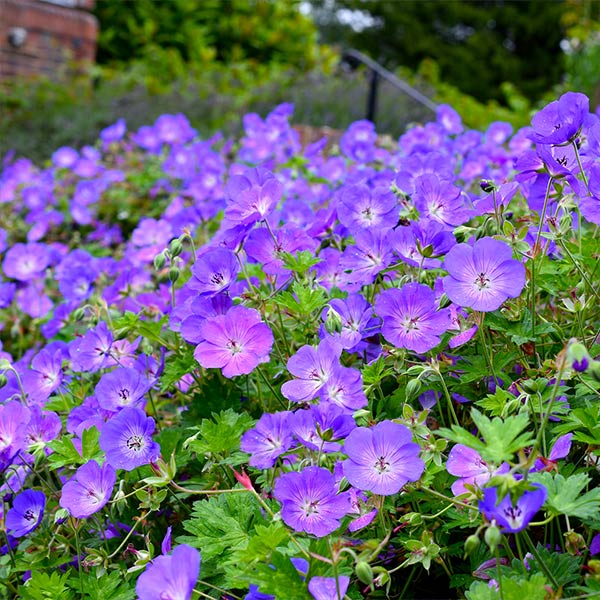 Premium Geranium Rozanne Flower seeds for Planting Cottage Garden Essential, Heirloom & GMO Free Seeds for Home Garden seeds