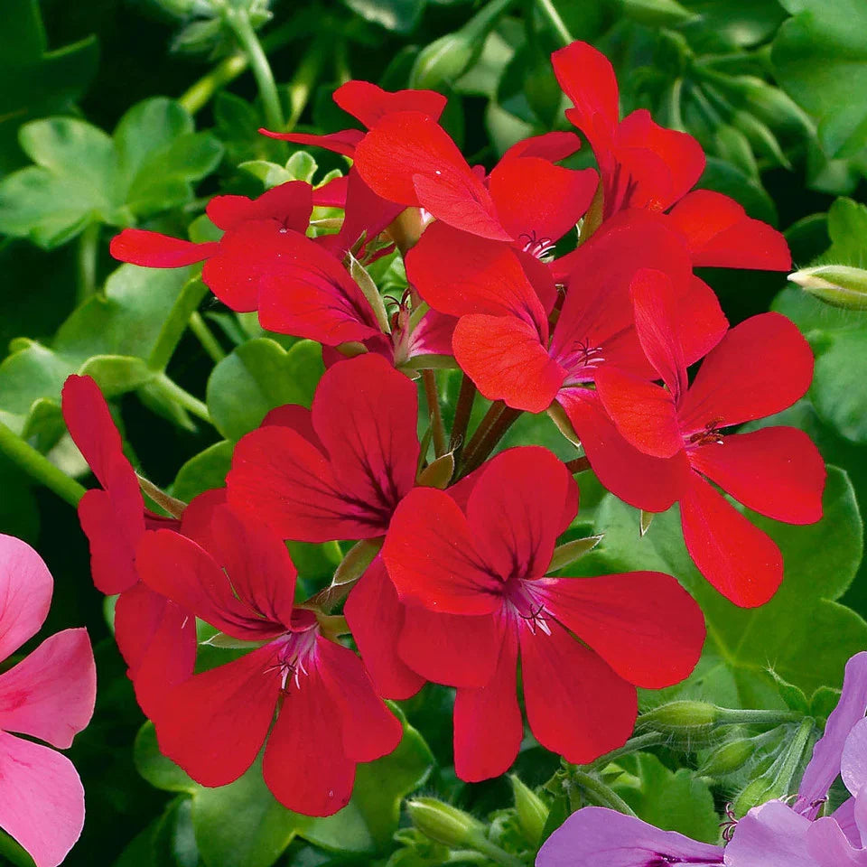 Pelargonium Peltatum Flower seeds for Planting Premium Quality Heirloom & GMO Free Seeds for Home Garden