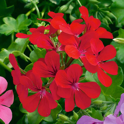 Pelargonium Peltatum Flower seeds for Planting Premium Quality Heirloom & GMO Free Seeds for Home Garden