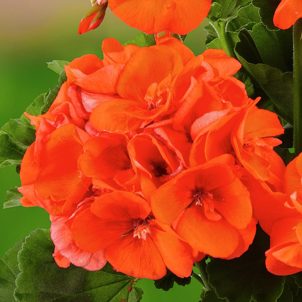 High quality Geraniums Orange Flower seeds for Planting Colorful Display, Heirloom & GMO Free Seeds for Home Garden seeds pack