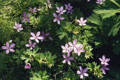 Geranium Asphodeloides Flower seeds for Planting Bright Blooms Heirloom & GMO Free Seeds for Home Garden