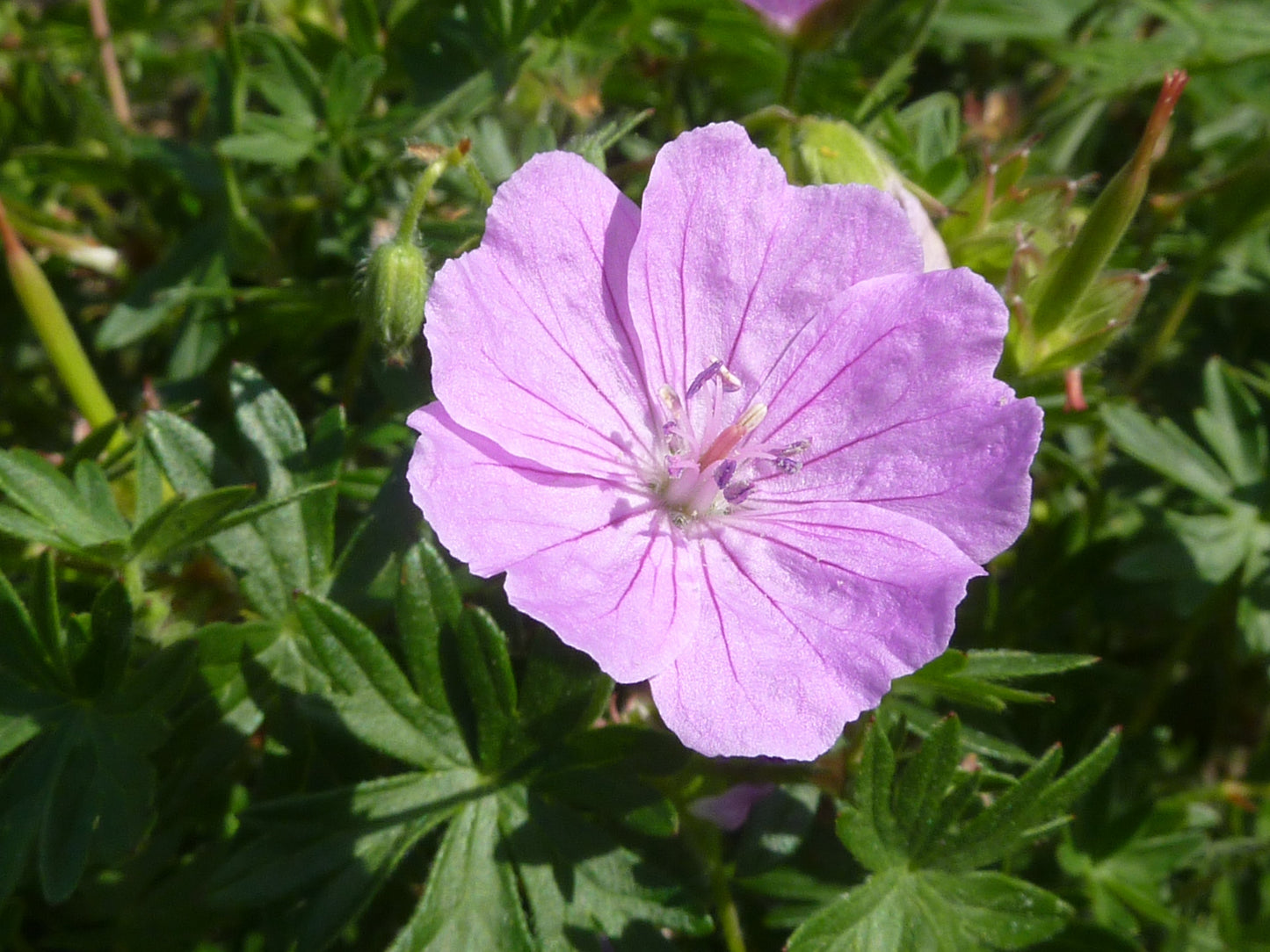 Geraniaceae Flower seeds for Planting Vibrant Colors Heirloom & GMO Free Seeds for Home Garden