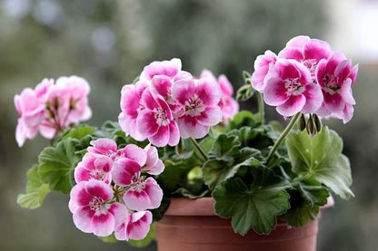 Geranium Pelargonium Flower seeds for Planting Garden Favorite Heirloom & GMO Free Seeds for Home Garden