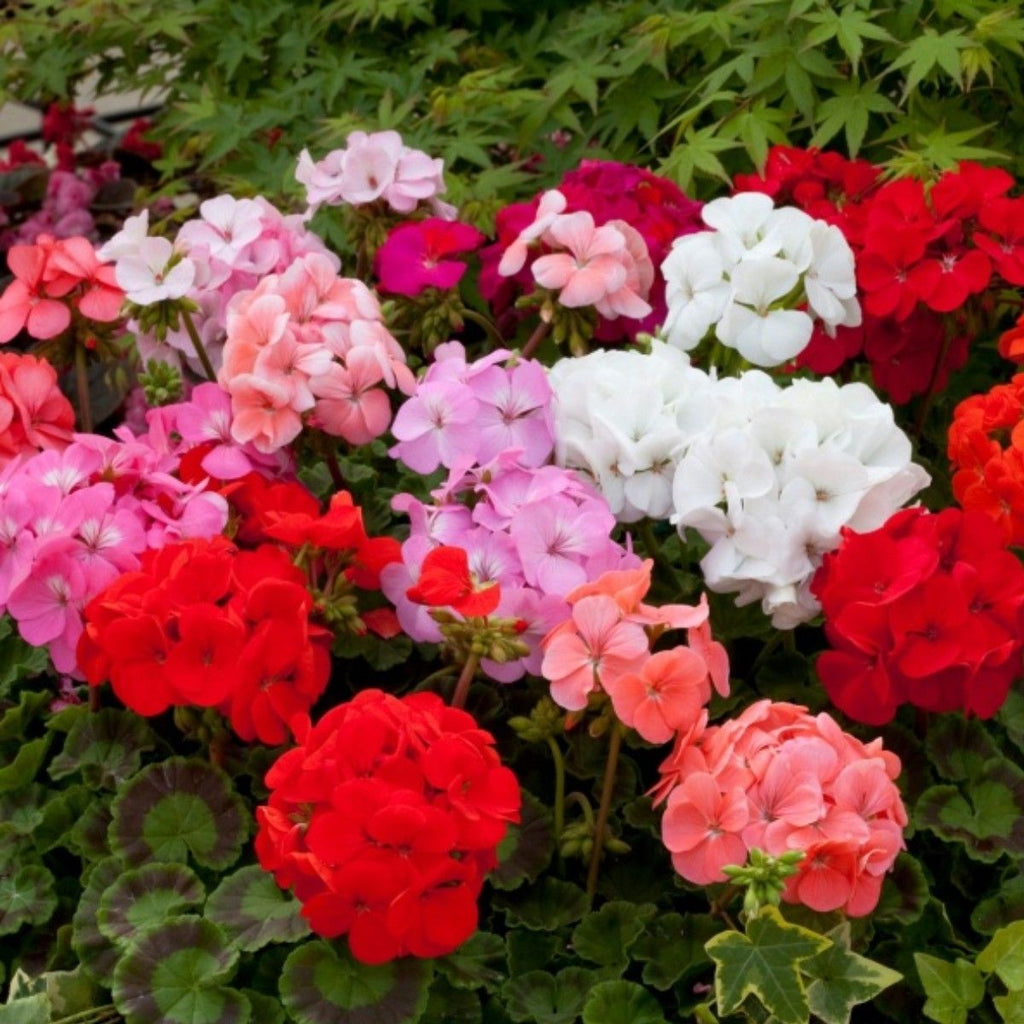 Geranio de Hojas Flower seeds for Planting Perfect for Borders, Heirloom & GMO Free Seeds for Home Garden vegetable and garden seeds