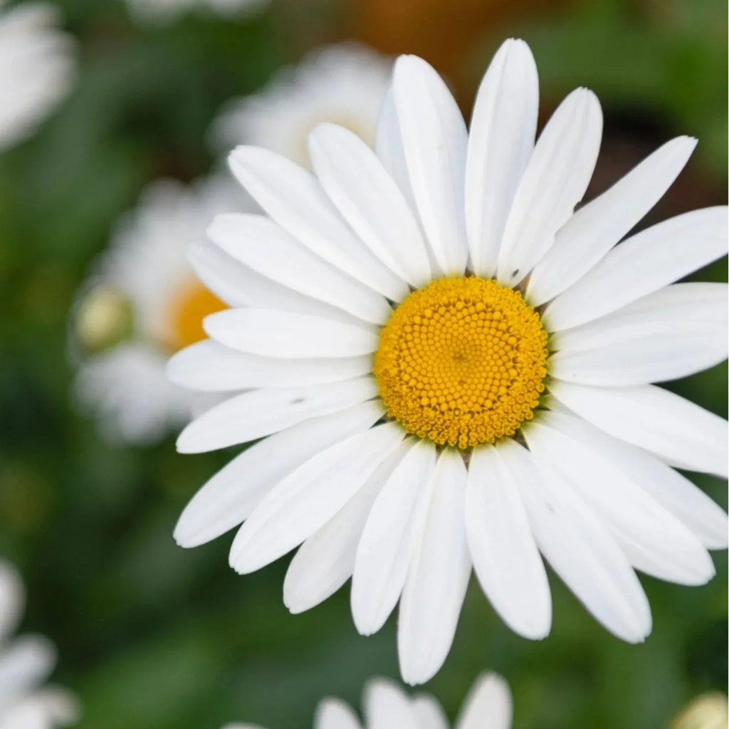 Chamaemelum Flower seeds for Planting Pollinator Friendly, Heirloom & GMO Free Seeds for Home Garden seeds for planting