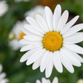 Chamaemelum Flower seeds for Planting Pollinator Friendly, Heirloom & GMO Free Seeds for Home Garden seeds for planting