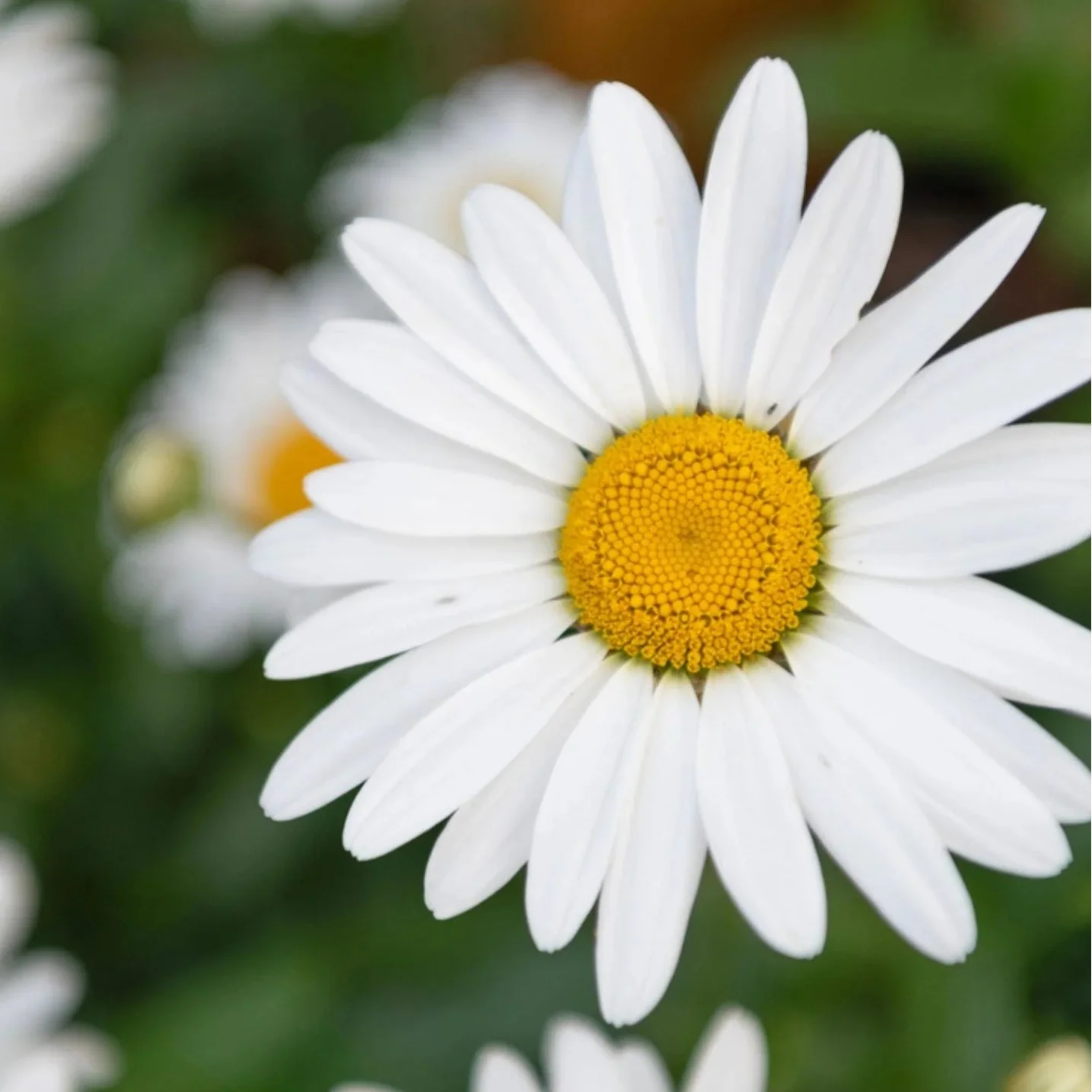 Chamaemelum Flower seeds for Planting Pollinator Friendly, Heirloom & GMO Free Seeds for Home Garden seeds for planting