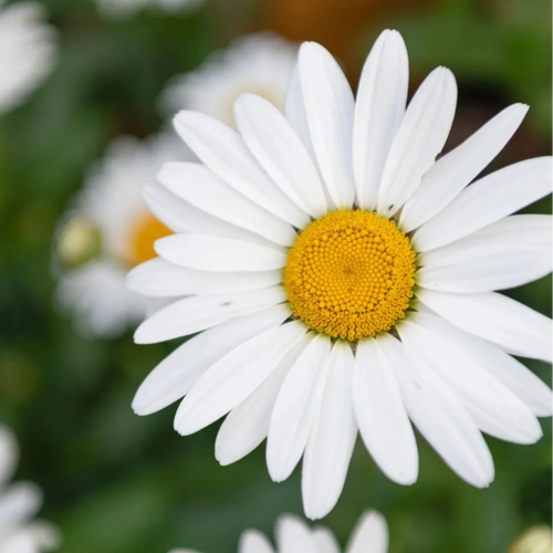 Chamaemelum Flower seeds for Planting Pollinator Friendly, Heirloom & GMO Free Seeds for Home Garden seeds for planting