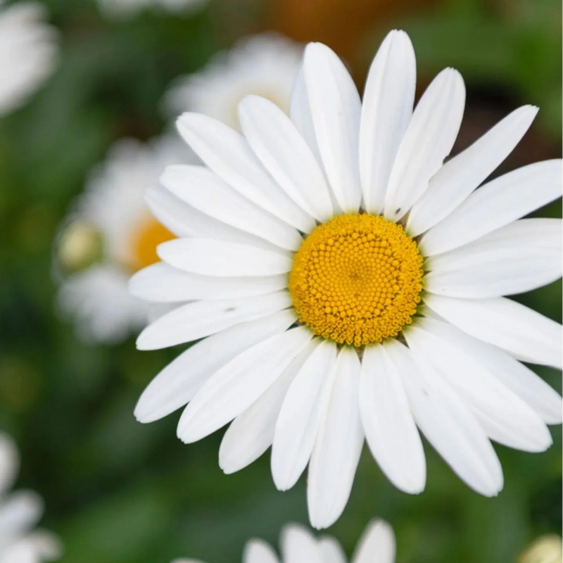 Chamaemelum Flower seeds for Planting Pollinator Friendly, Heirloom & GMO Free Seeds for Home Garden seeds for planting