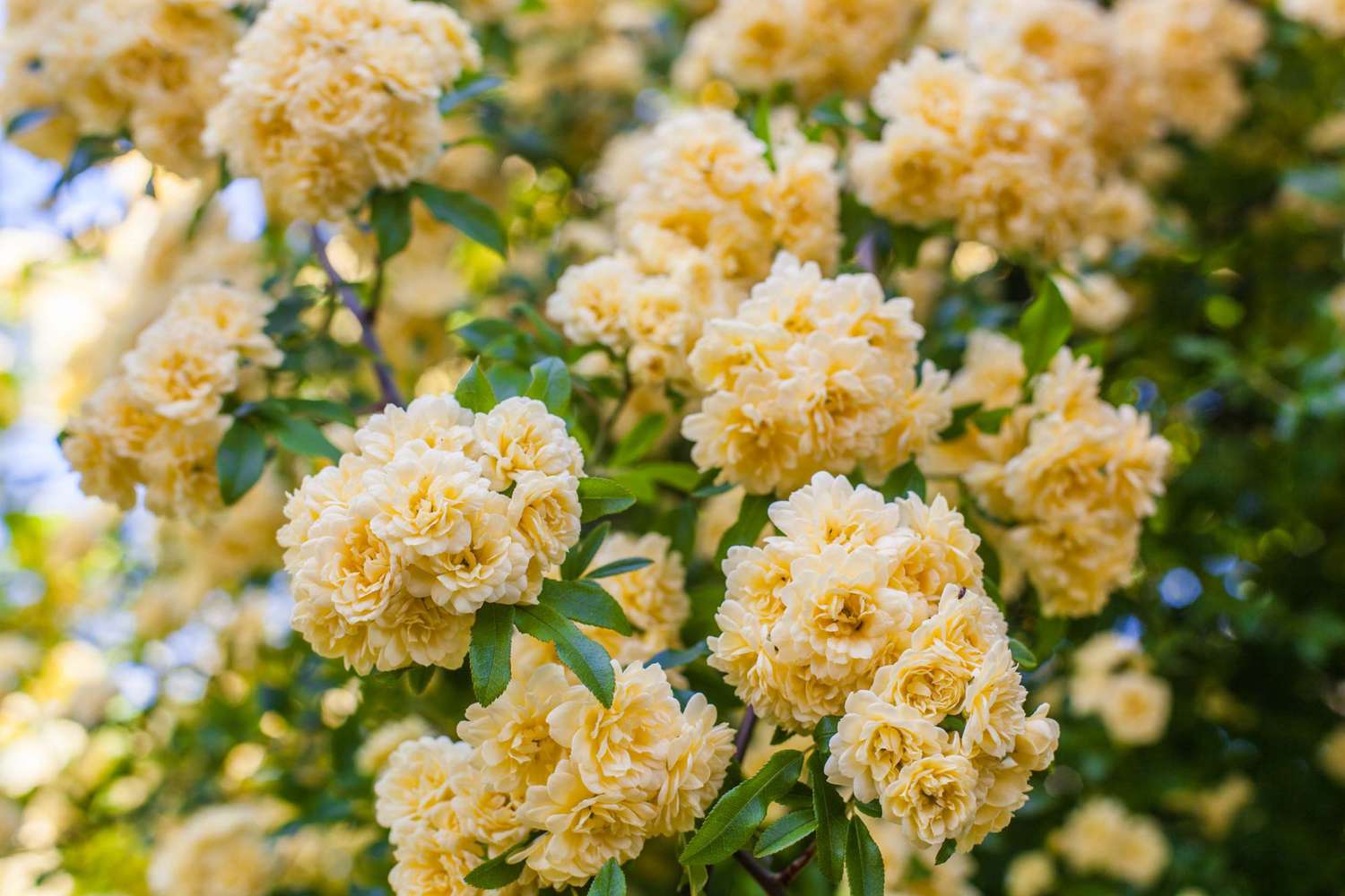 High quality Rosa Banksiae Flower seeds for Planting Wildflower Mix, Heirloom & GMO Free Seeds for Home Garden seeds pack