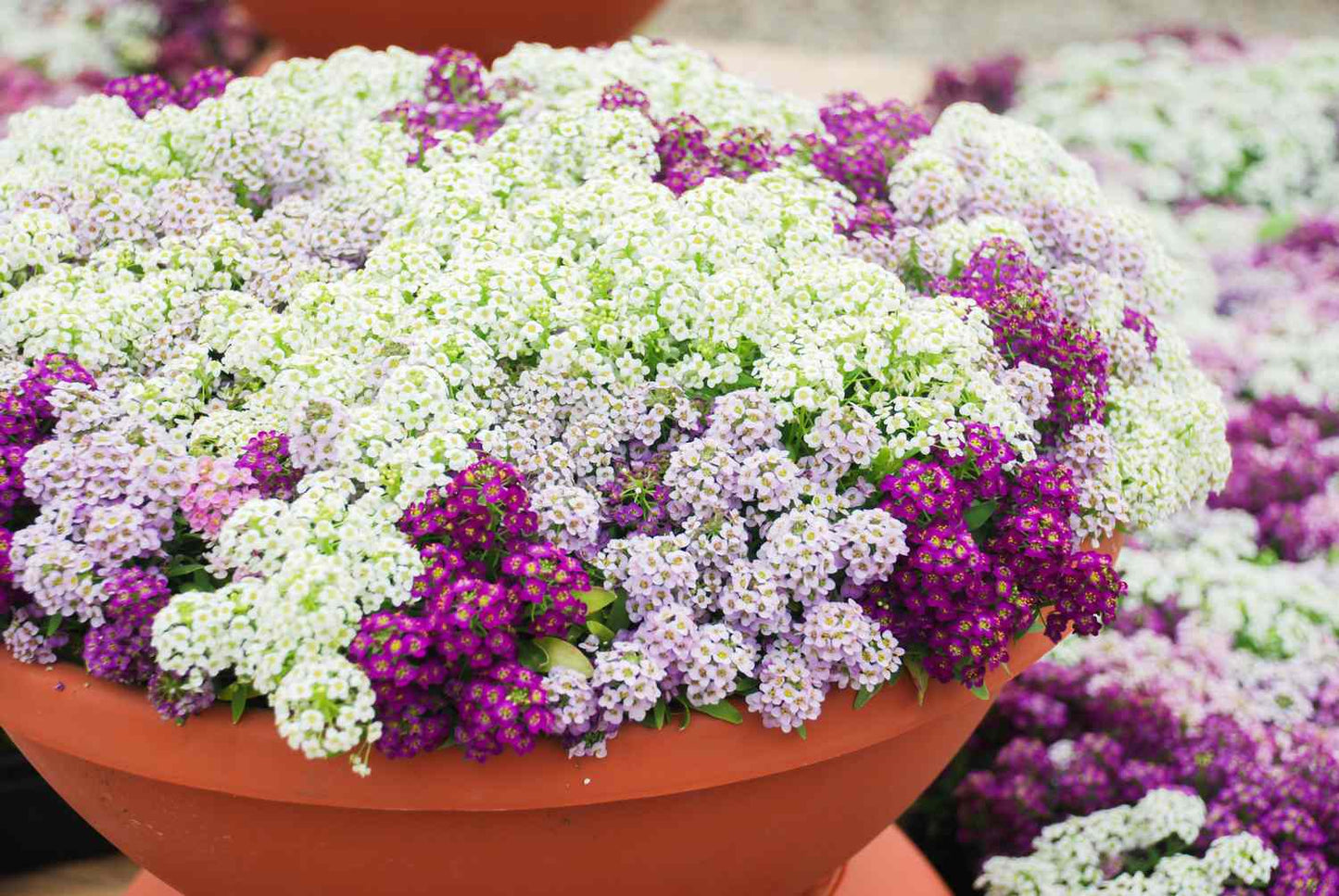 Alyssum Ground Cover Flower seeds for Planting, Easy to Grow Heirloom & GMO Free Seeds for Home Garden
